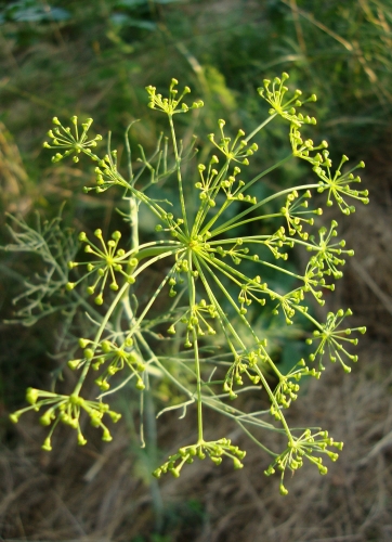 Fleur d'aneth.JPG