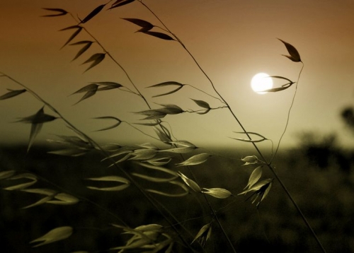 Sliena Lambertini 678.jpg