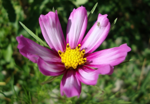 cosmos (1).JPG