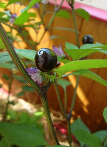 Piments purple.JPG
