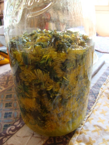 Vin de pissenlit maison en préparation 2026 03 23 (2).JPG