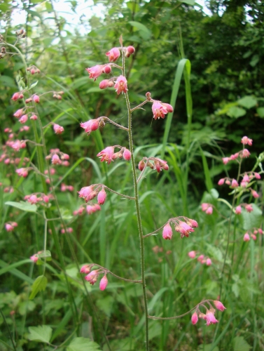 Heuchère 2026 04 26 (2).JPG