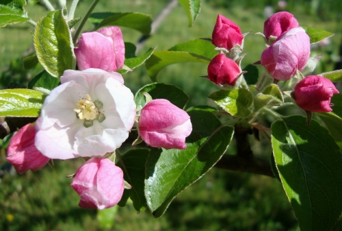 pommier (1).JPG
