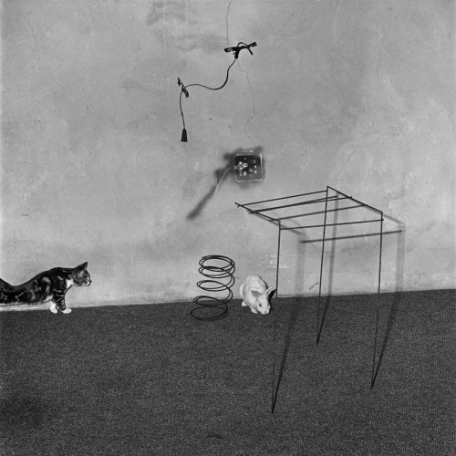 roger ballen shadow chamber Animal abstraction, 2002.jpg