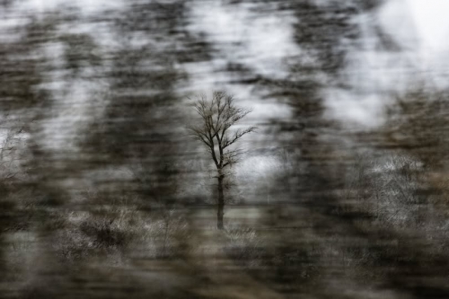 Hélène Desplechin Arbre immobile_n.jpg