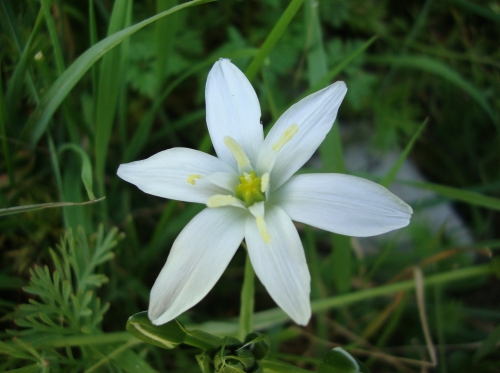 Ornithogale en ombelles Dame de onze heures 2026 04 6 toxique.JPG