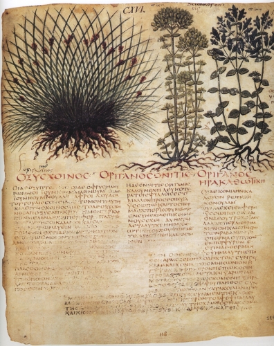 Dioscoride de Naples planche.jpg