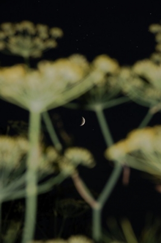 Laetitia Modine, the universe from my garden.jpg