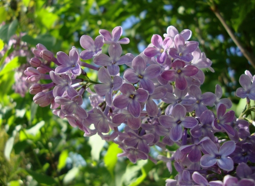DSC06242.JPG