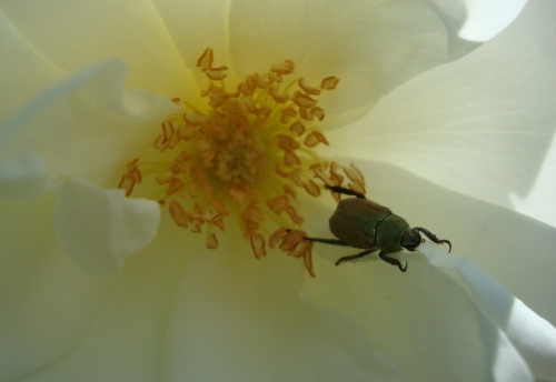 Hoplie argentée au cœur d'une rose.JPG