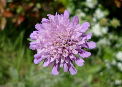 DSC06357.JPG