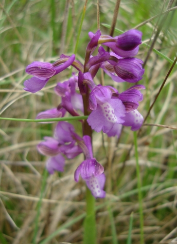 Orchis bouffon Anacamptis morio 2026 04 11.JPG