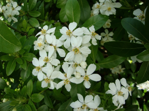 Oranger du Mexique 2026 04 10 jardin.JPG