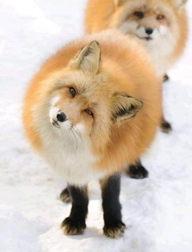 fox n.jpg