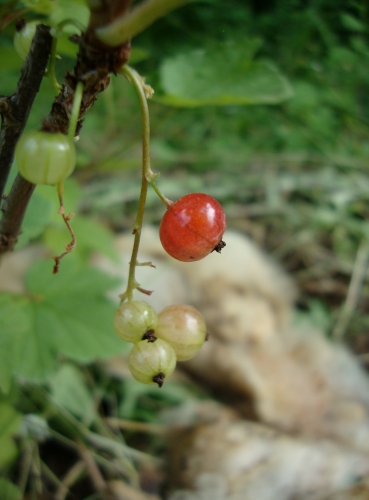 DSC06686.JPG