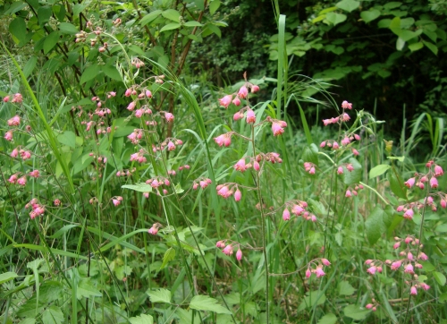 Heuchère 2026 04 26 (1).JPG