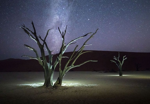 900-year-old trees glow under the night sky in Sossusvlei, Namibia  September 2016.jpg