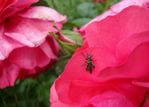 œdémère noble oedemera nobilis 2026 05 9 mâle.JPG
