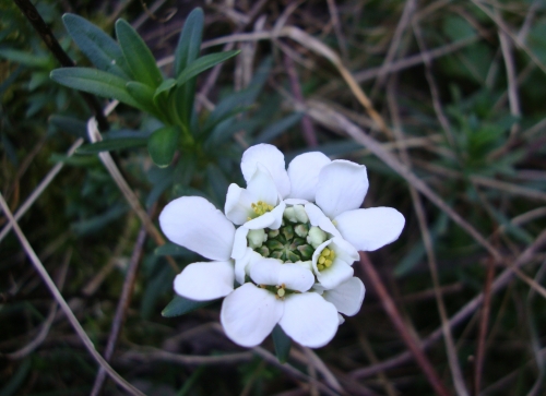 Corbeille d'argent Iberis sempervirens 2026 02 26 jardin(1).JPG