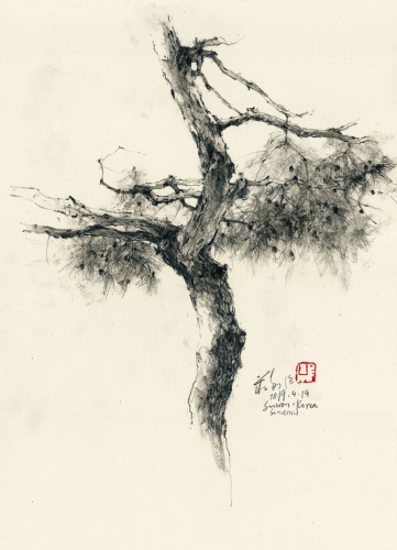Ch'ng Kiah Kiean-pine-tree-suwon-korea.jpg