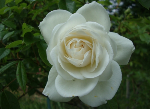 DSC06410.JPG