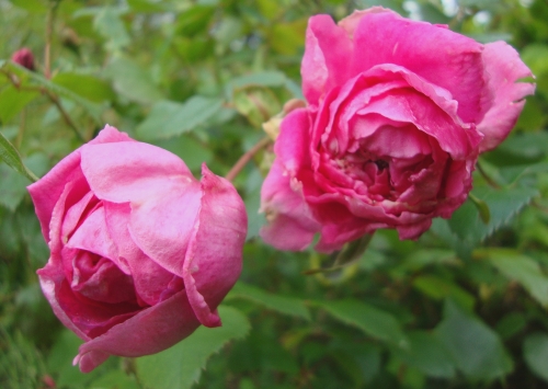DSC06283.JPG