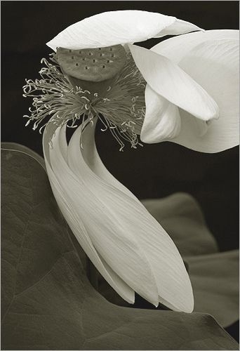 Bahman Farzad. white lotusjpg.jpg