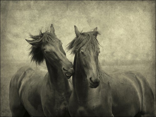 lars-van-de-goor-horses-dont-whisper-they-just-talk.jpg