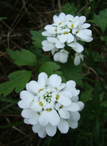 Corbeille d'argent Iberis sempervirens 2026 04 10 jardin.JPG