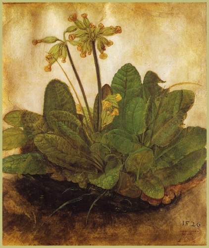 Albrecht Dürer - primula 1526.jpg