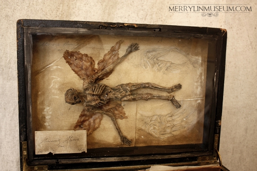 Alex CF Homomimus Alatus (Common Fae) Merrylin Muséum collection.jpg