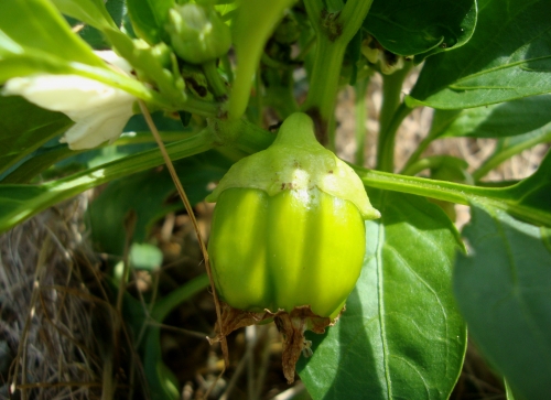 DSC07106.JPG