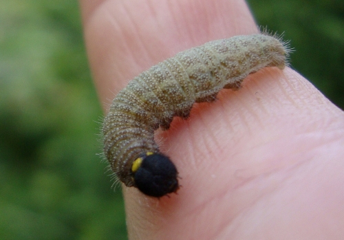 Grisette ou Hespérie de l'alcée Carcharodus alceae 2026 05 31 chenille.jpg