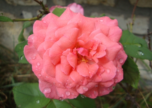 DSC07130.JPG