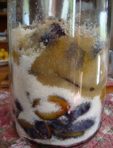 2026 08 25 Cheong de quetsches.JPG