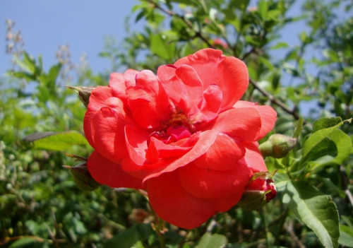 2026 06 21 rose rouge canicule.JPG