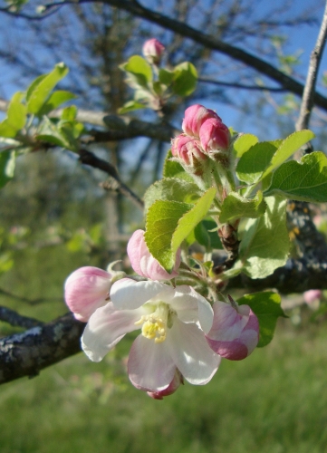 Pommier pré le plus petit premières fleurs ouvertes 2026 04 5.JPG
