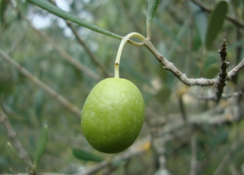 2026 10 12 Olive.JPG