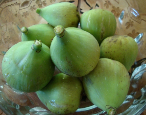 2026 08 25 Figues longues d'août.JPG