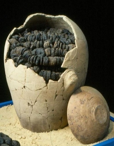 jarre remplie de figues calcinées provient de la strate VIII du site archéologique Tel Miqneh_XII e s av jc israel.jpg