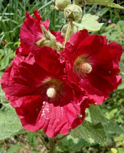 roses trémières.JPG
