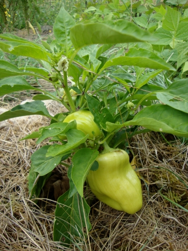 Piments doux Sunrise orange (2).JPG