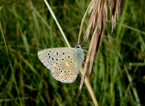 Azuré commun Polyommatus icarus 2026 06 1.JPG