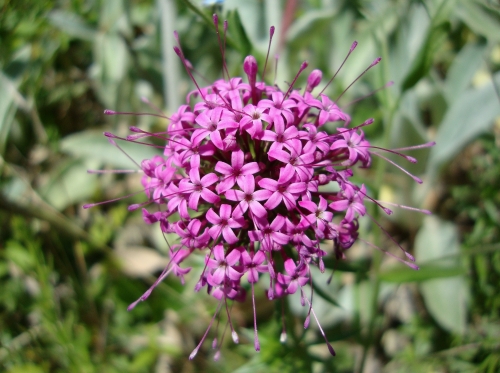 Crucianelle, Lilas de terre, Phuopsis stylosa (3).JPG