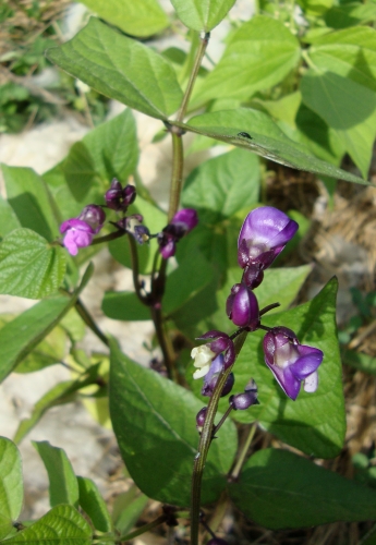 DSC07105.JPG