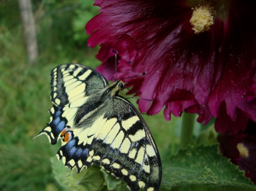 DSC09547.JPG
