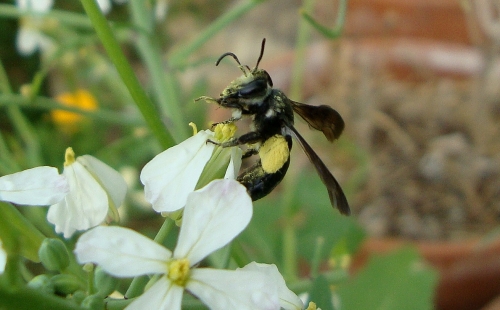 Andrène agile Andrena agilissima 2026 05 2 (1).JPG