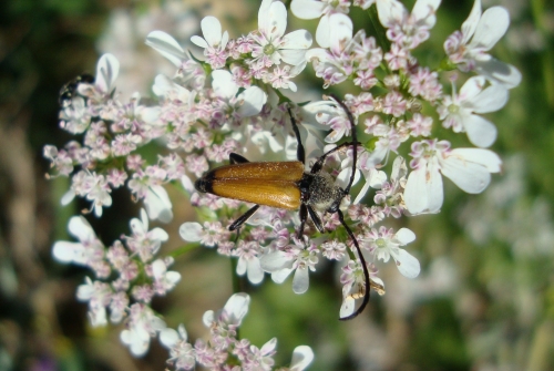 Lepture fauve Stictoleptura fulva 2026 06 16 (3).JPG