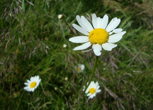 Grande marguerite 2026 05 17.JPG