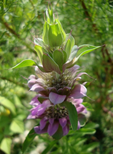 Monarde citron (2).JPG